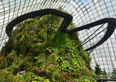 Astonishing Cloud Forest