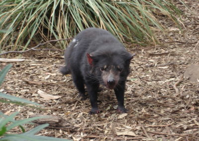 Closeup shot of a Tasmanian Devil