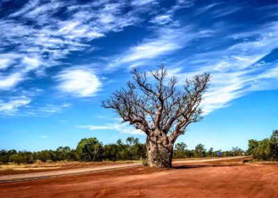 Passing by at the Boab Tree