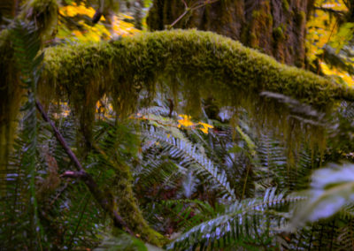 Mossy environment at Rockport State Park