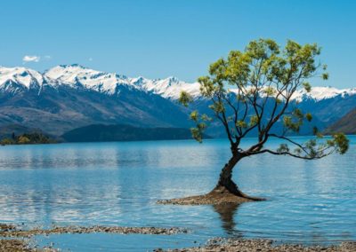 Capturing an Amazing Image of Wanaka tree