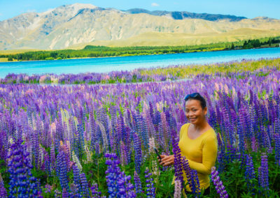 Field of Multi Colored Lupines NZ