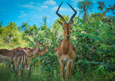 Closeup Encounter with Antelope Vivshane South Africa Adventures