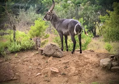 Vivshane Explore and Fascinated by this Bush Buck