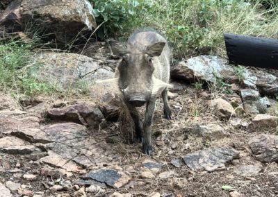 Came Across a Bush Pig Vivshane Explores