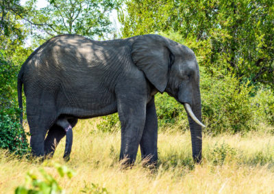 Amuse by The South African Elephant Vivshane Adventures