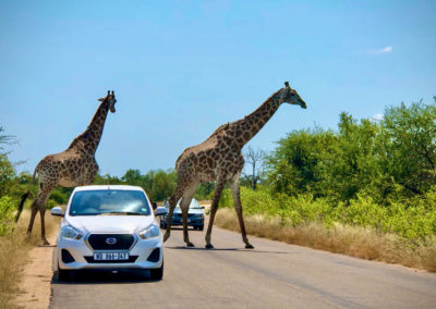 Stunning Encounter of Giraffes