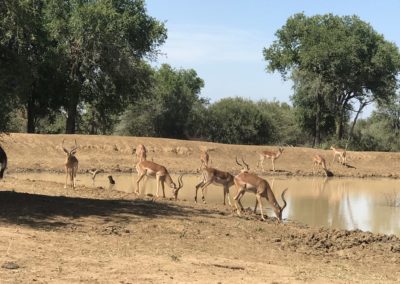 Vivshane Adventure sight seeing a Group of Impalas