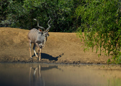 Vivshane Journey capture a Kudu