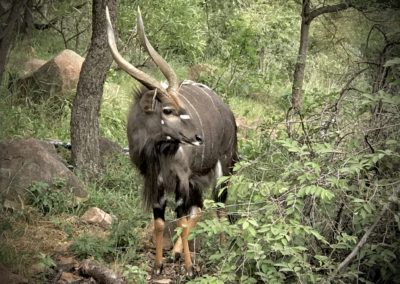 Come Across a Male Nyala South Africa Travel Vivshane Adventures
