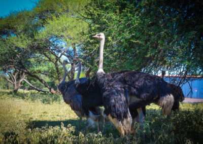 Enormous Ostrich South Africa Travel Vivshane Adventures