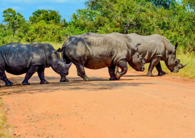 Astonishing encounter of Rhinos Crossing Vivshane South Africa Adventure