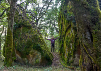 Green Scenery of Robin Hood Grove South Africa Vivshane Adventures