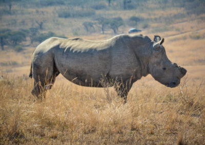 Majestic Rhino Tala Game Reserve Resident