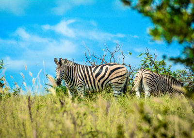 Amazing Encounter with a Zebra