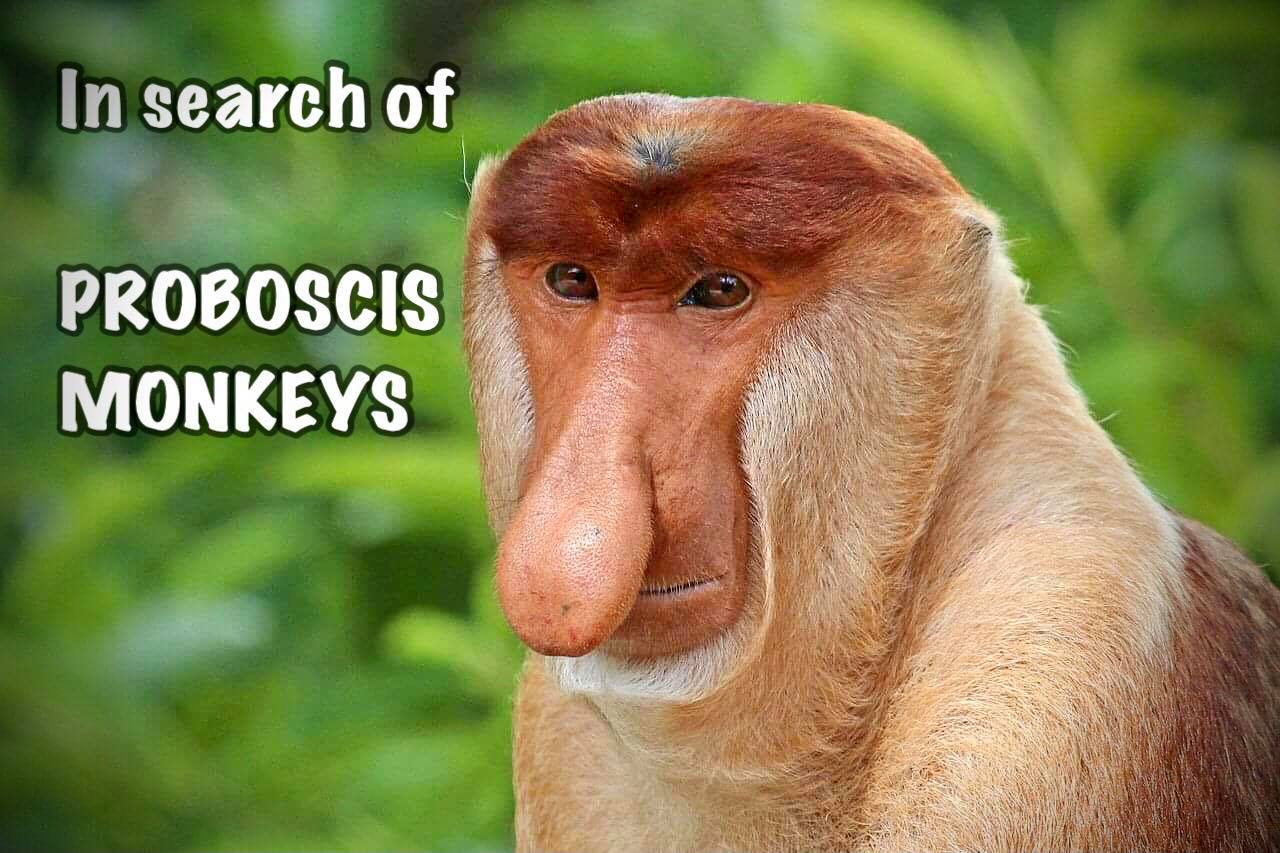 Proboscis Monkey