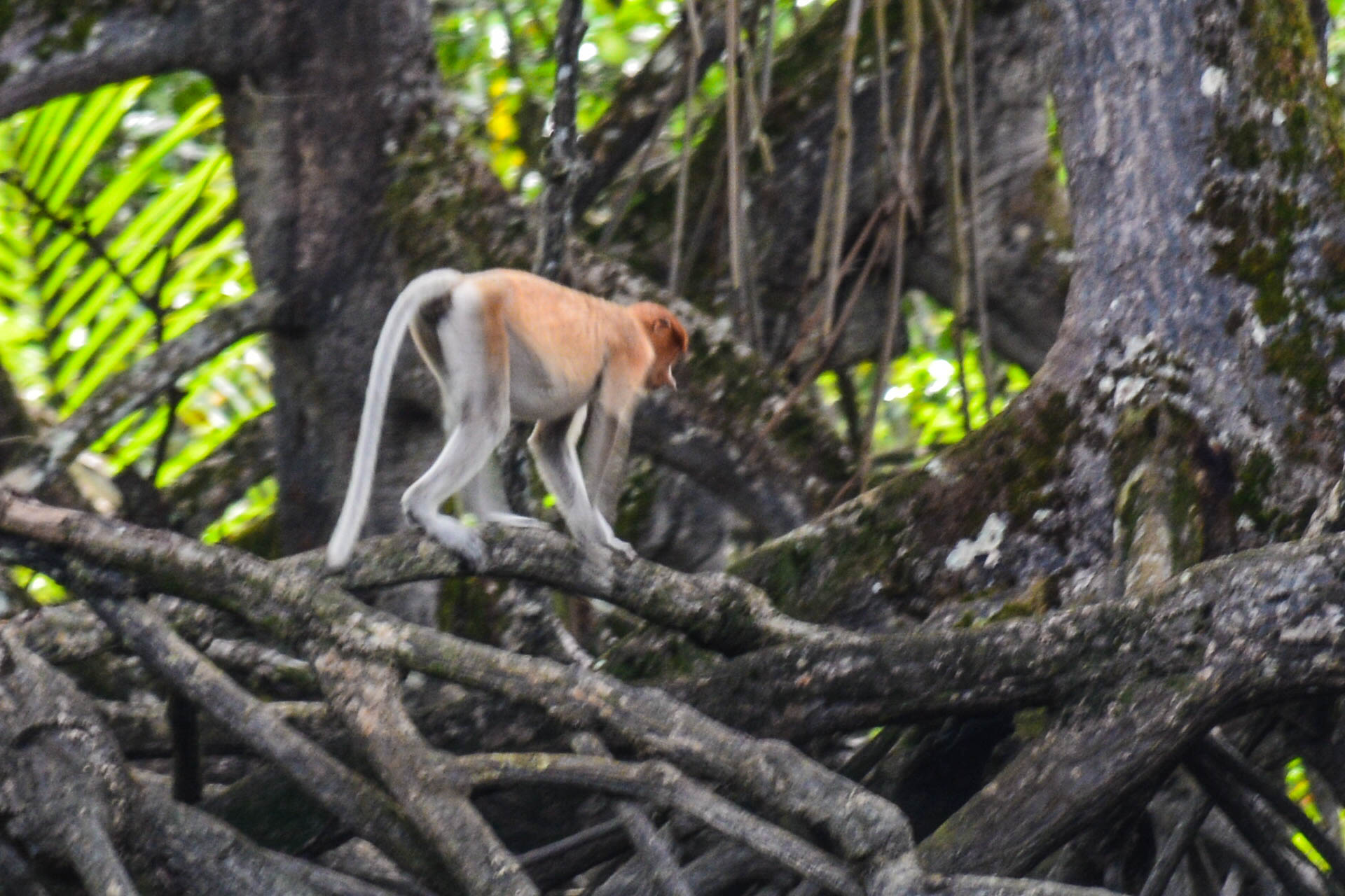 Proboscis Monkey