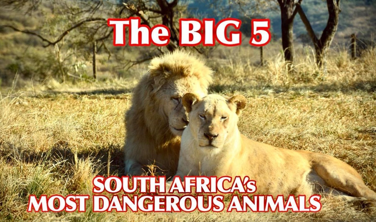 the big five of south africa - top 5 most dangerous animals in africa