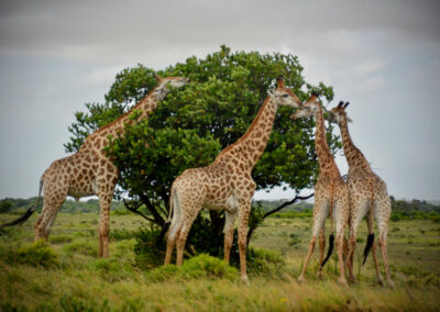 Gathering of the Gentle Giants